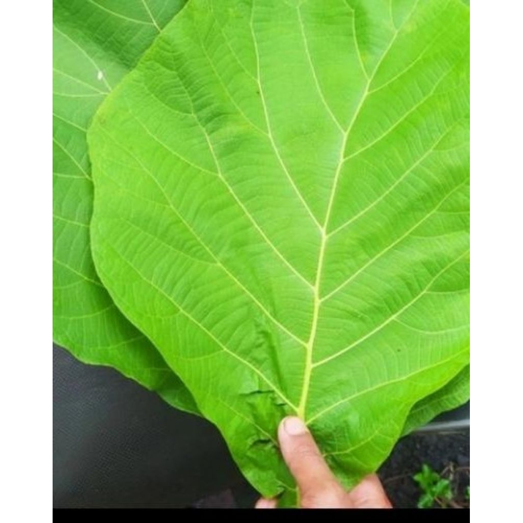 

PERLEMBAR Daun Jati Segar Asli | Daun Jati Untuk Pewarna Alami, Pembungkus, Dan Obat Tradisional