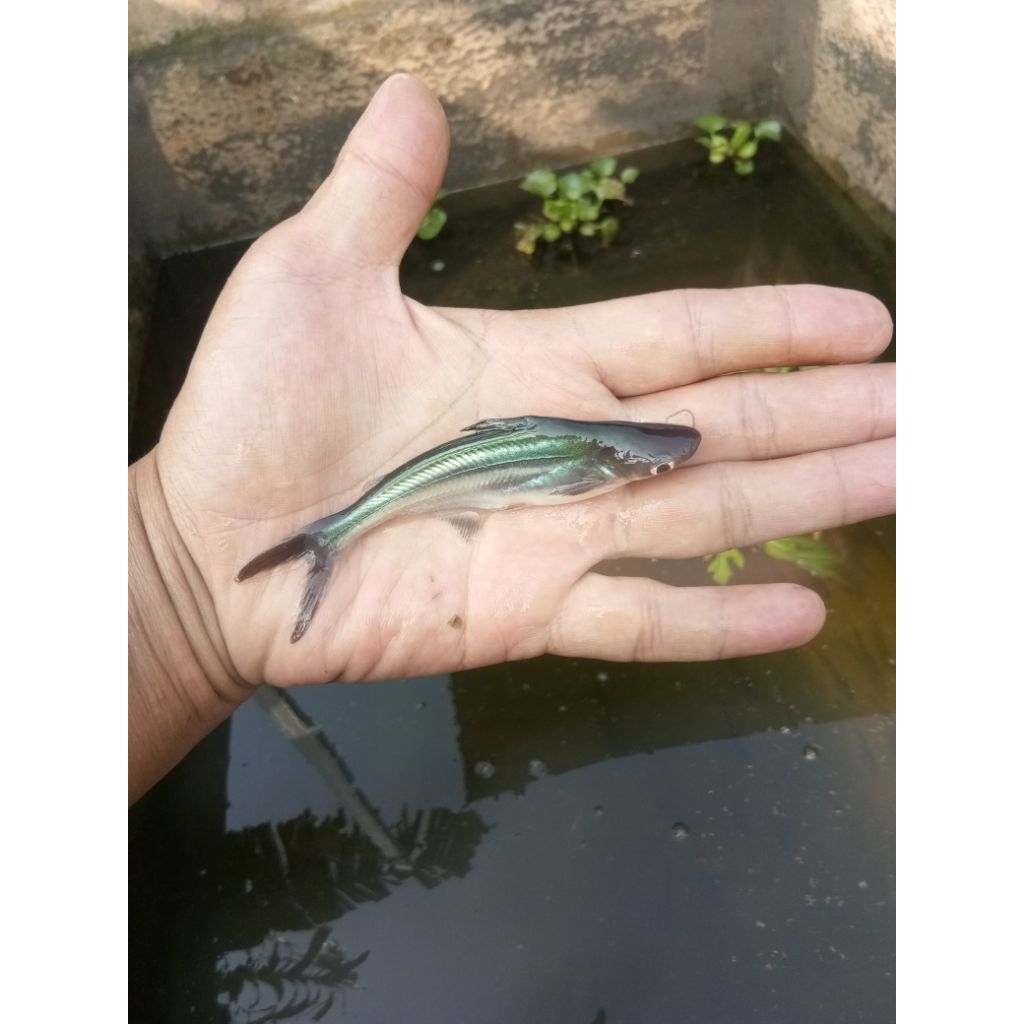 bibit ikan patin