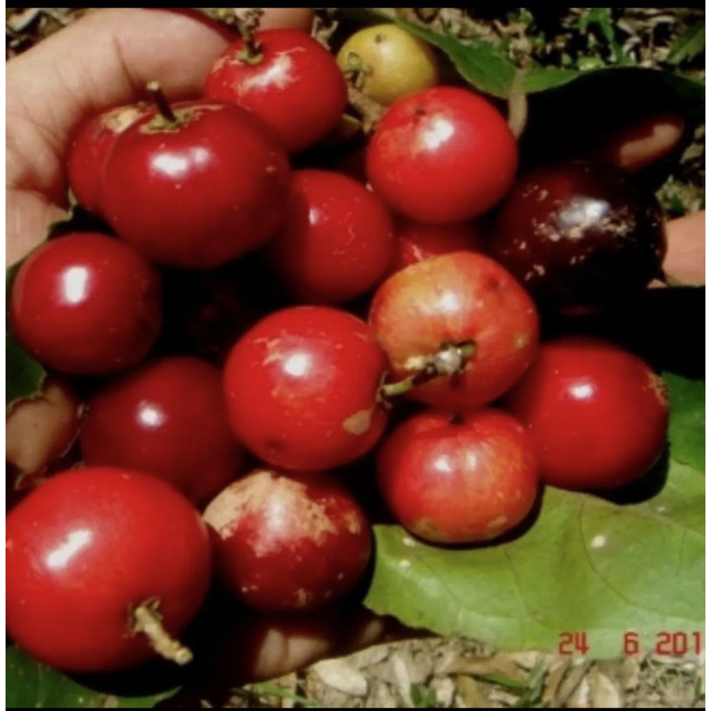 

Buah Lobi Segarr Untuk Rujak 500 gr