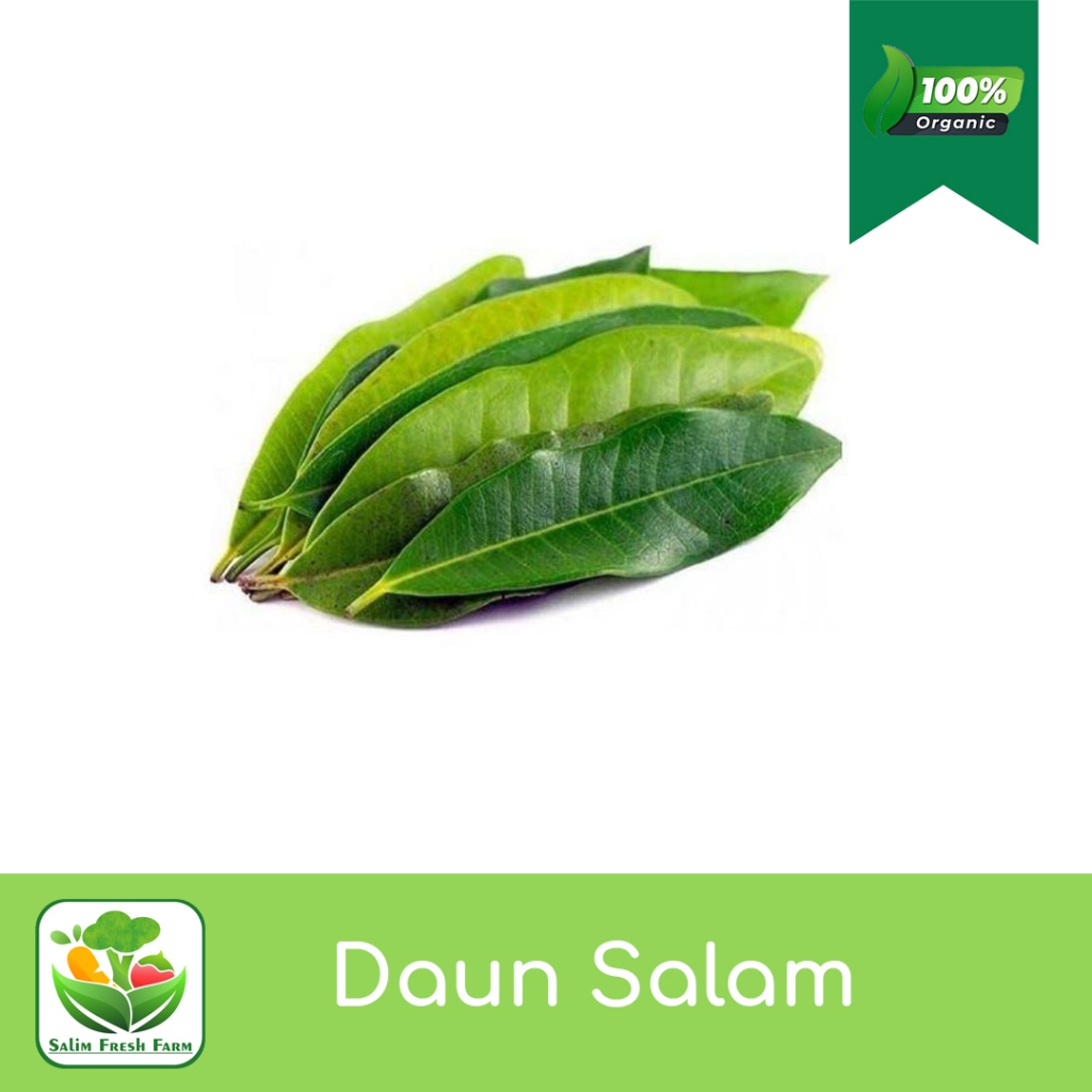 

Daun salam segar / Daun salam / Daun salam fresh