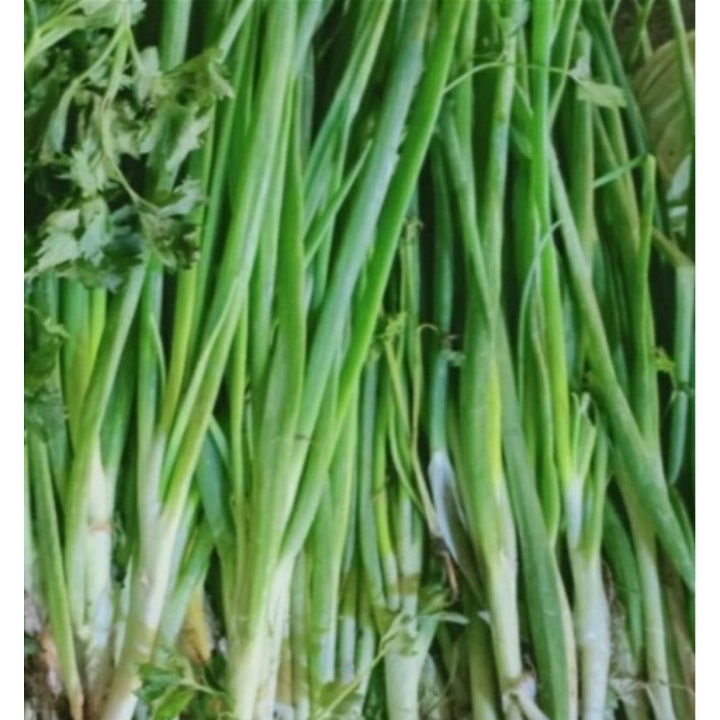 

Bawang daun per 250 gr