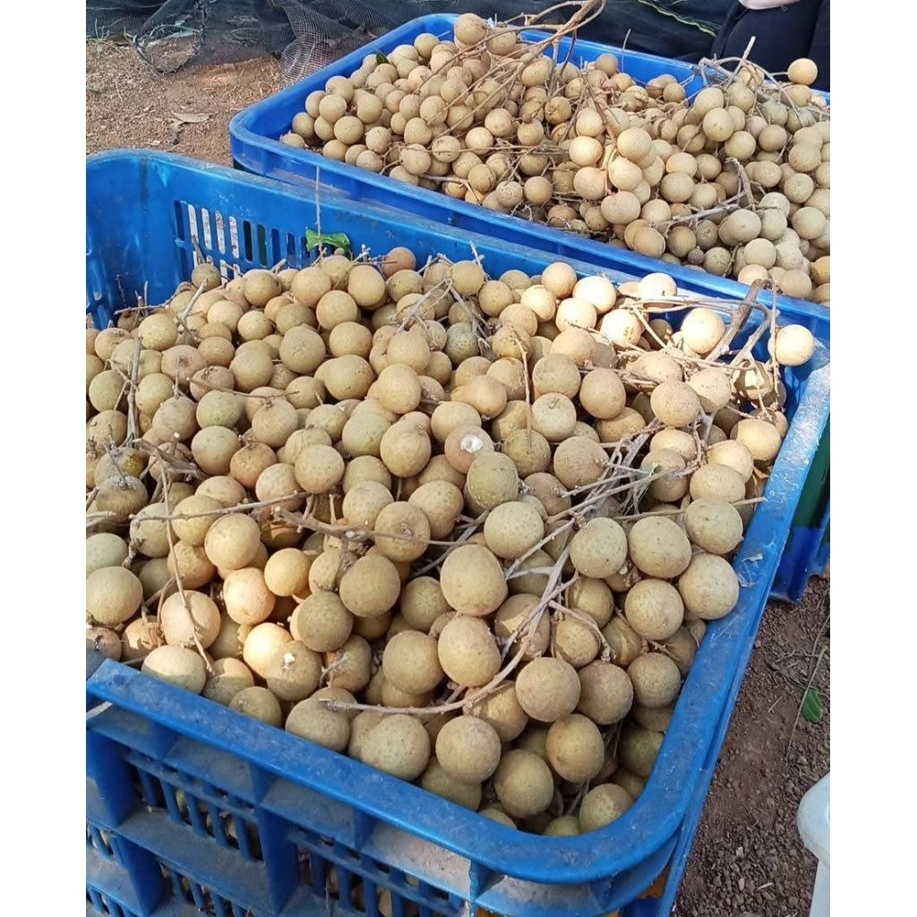 

Buah klengkeng segar lokal super 1kg
