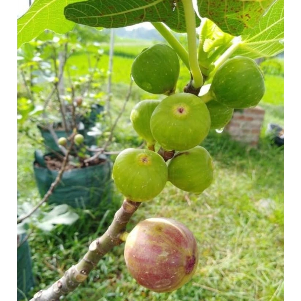 Bibit buah tin cangkok super