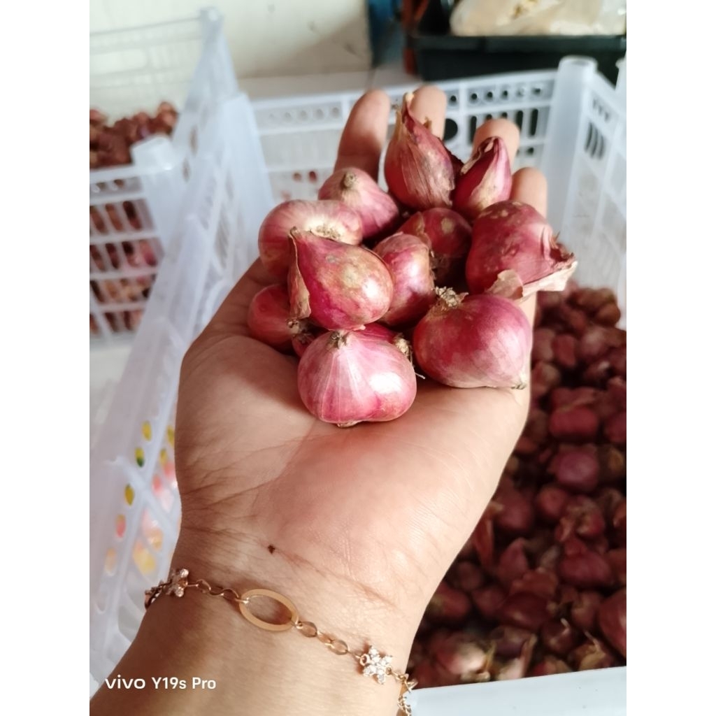 

Bawang Merah super jumbo garing sring // bawang merah besar kering