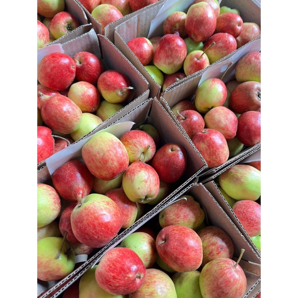 

Apel Ana Ukuran Kecil Cherry Mini 1kg Isi 22-28 Biji, Rasa Asam Manis, apel batu fresh dari petani *khusus pengiriman jawa-bali*