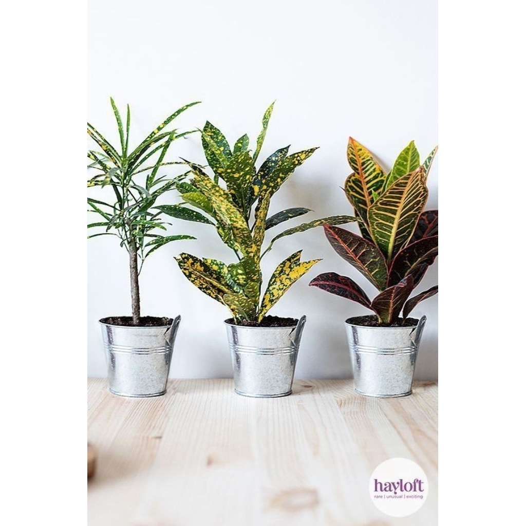 Paket 3 jenis pohon puring cantik - Tanaman hias puring - Pohon puring