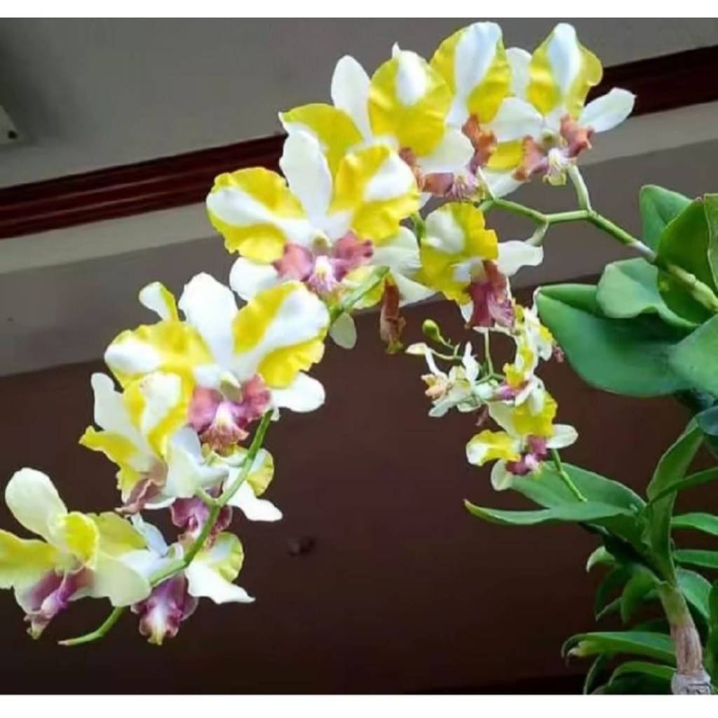 Anggrek Den King Dragon Yellow