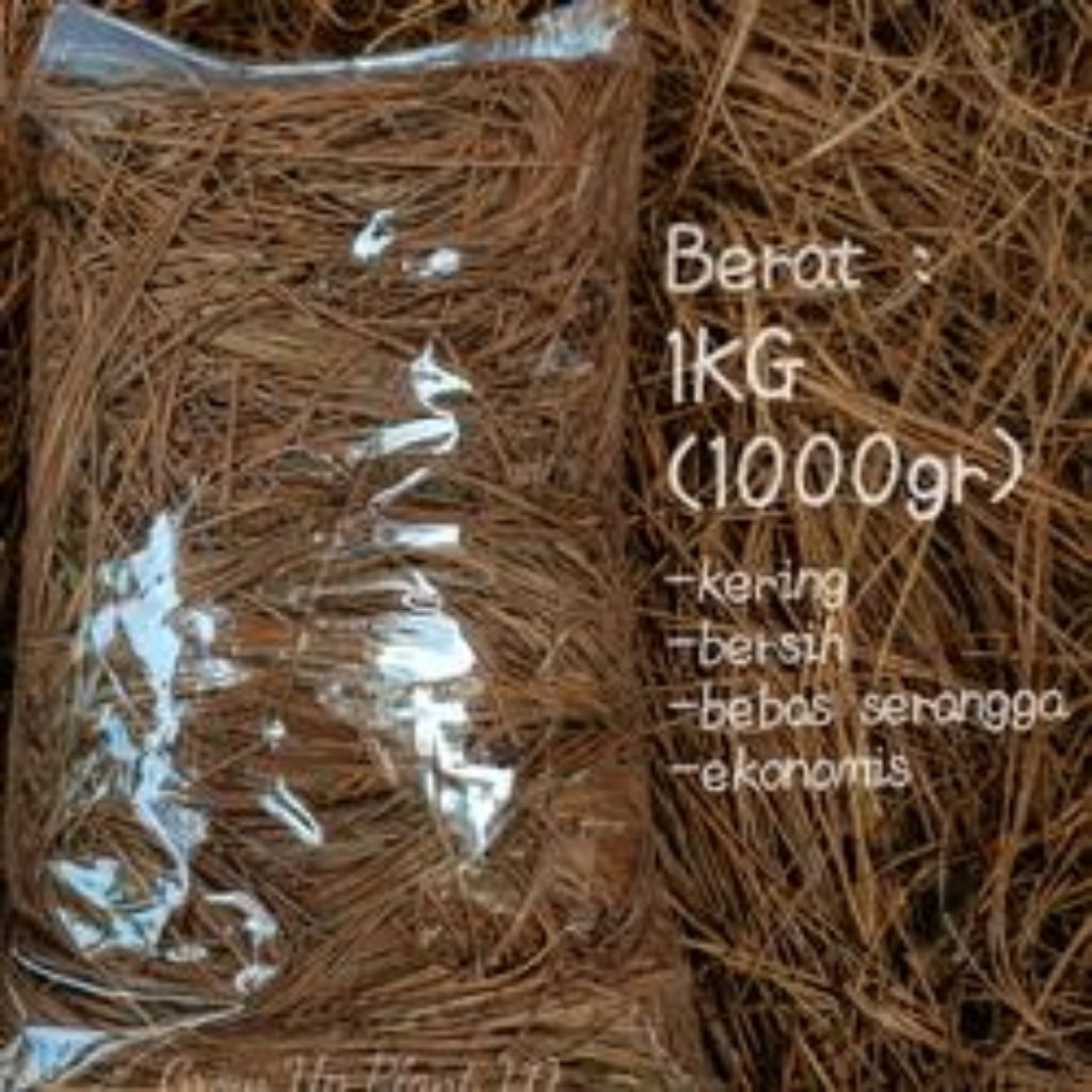 

daun pinus kering per 1kg murah (bisa COD)