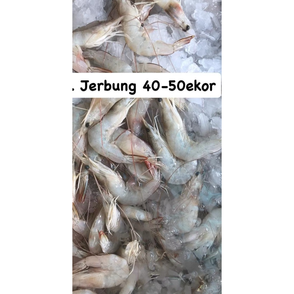 

udang jerbung 1kg