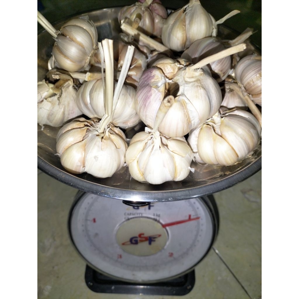 

Bawang putih bersih sedang kecil timbangan akurat