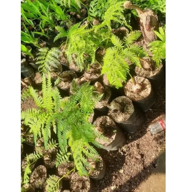 tanaman pakis hutan - pakis ekor monyet