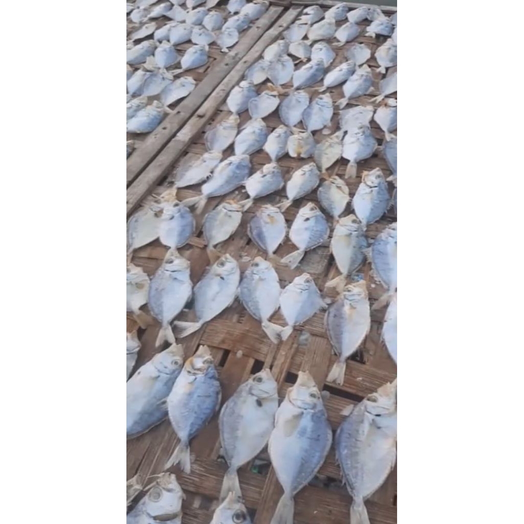 

ikan dokdok/ ikan petek