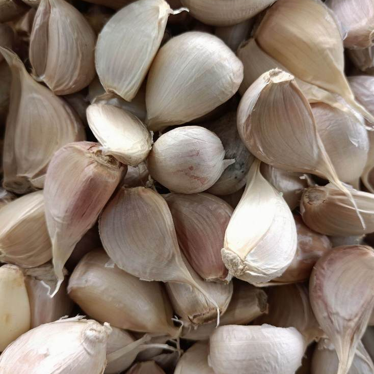 

bawang putih lokal kotor 1kg