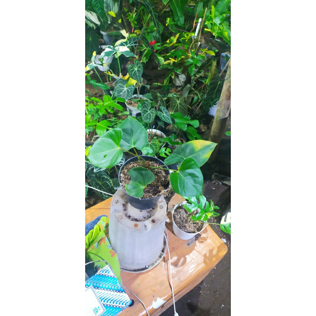 Anturium corong kejora