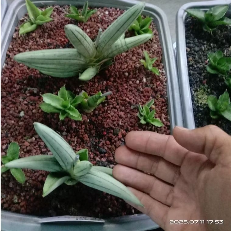 sansevieria boncel platinum