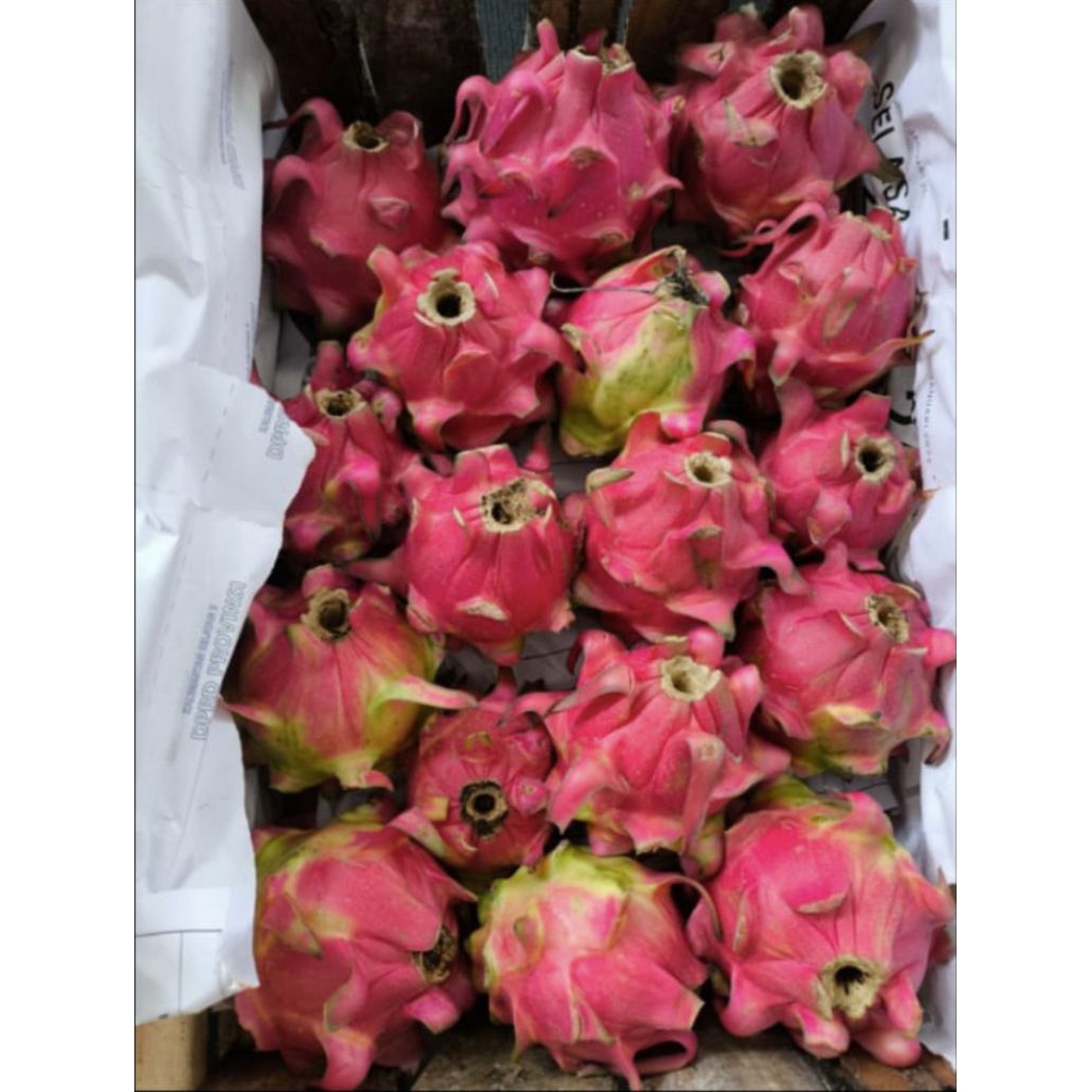 

buah naga khusus semarang