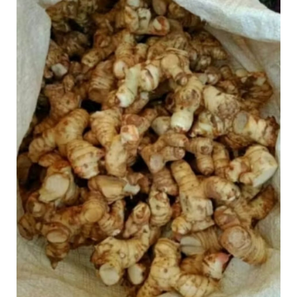 

lengkuas segar sudah di cuci bersih, per 1 kg