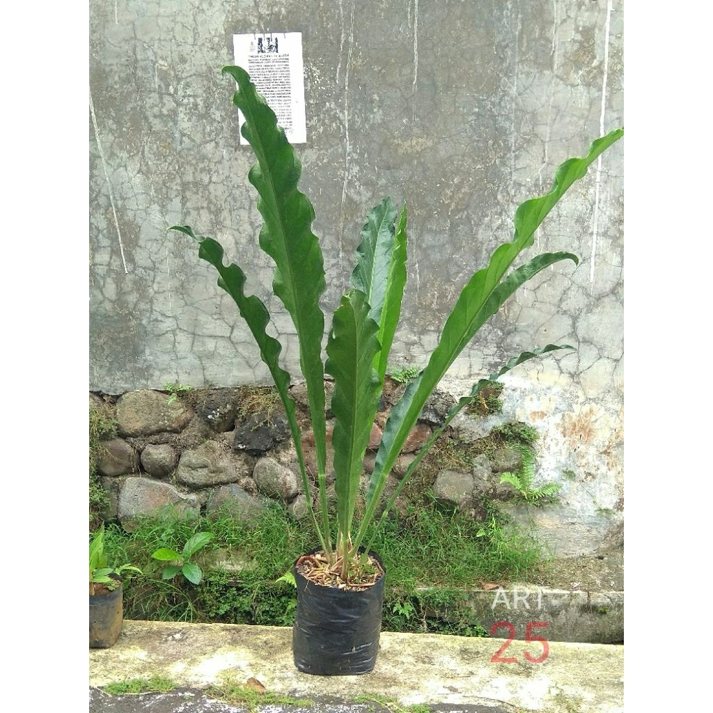Anthurium Crispimarginatum Anturium Keris Ukuran Besar Sesuai Foto