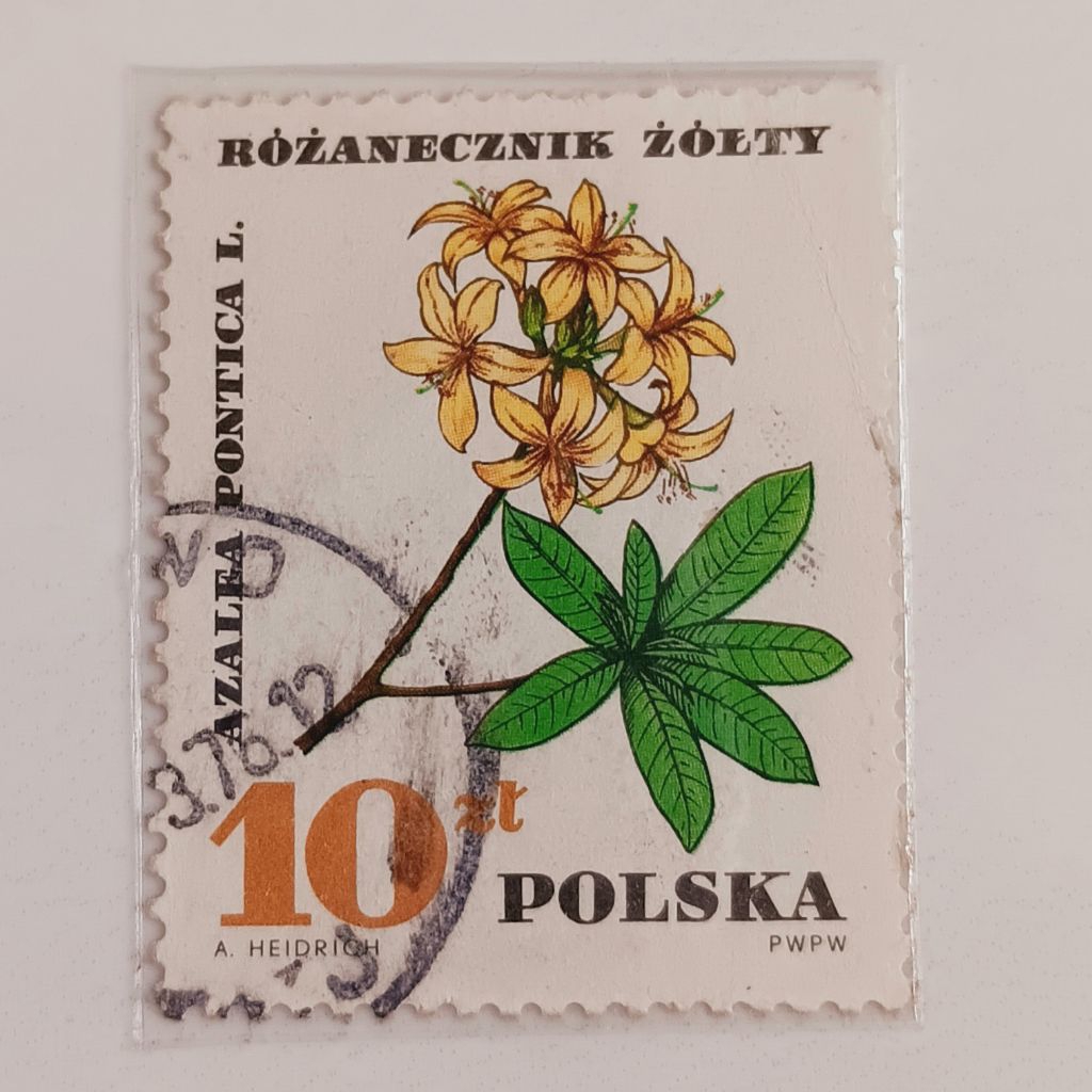 

(AD) Perangko Polandia 1967 Medicinal Plants (1967) - Yellow Azalea (Azalea pontica) 10 zloty Used