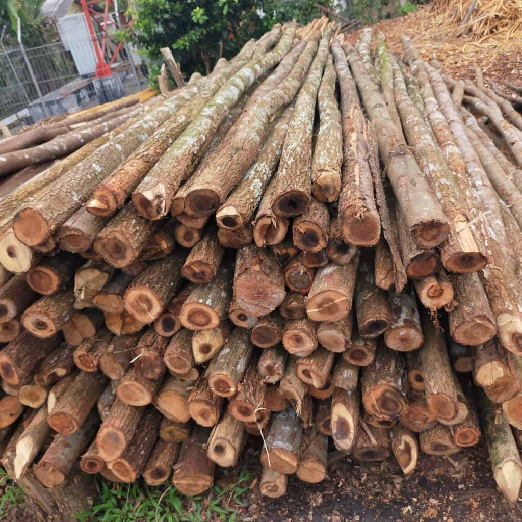 Dolken Puspa Diameter 6-8 cm Panjang 4 meter Kayu Dolken Bekisting