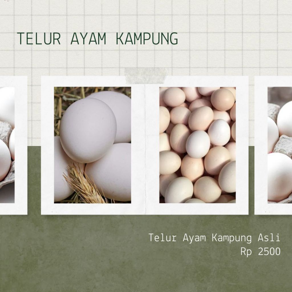 

SOBAT NGINGU - Telur Ayam Kampung Kuntara Fertil