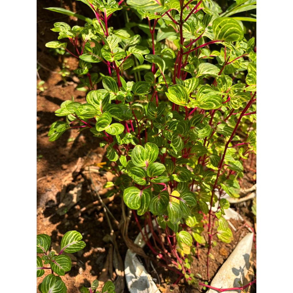 miana mangkok / batang merah stockk super