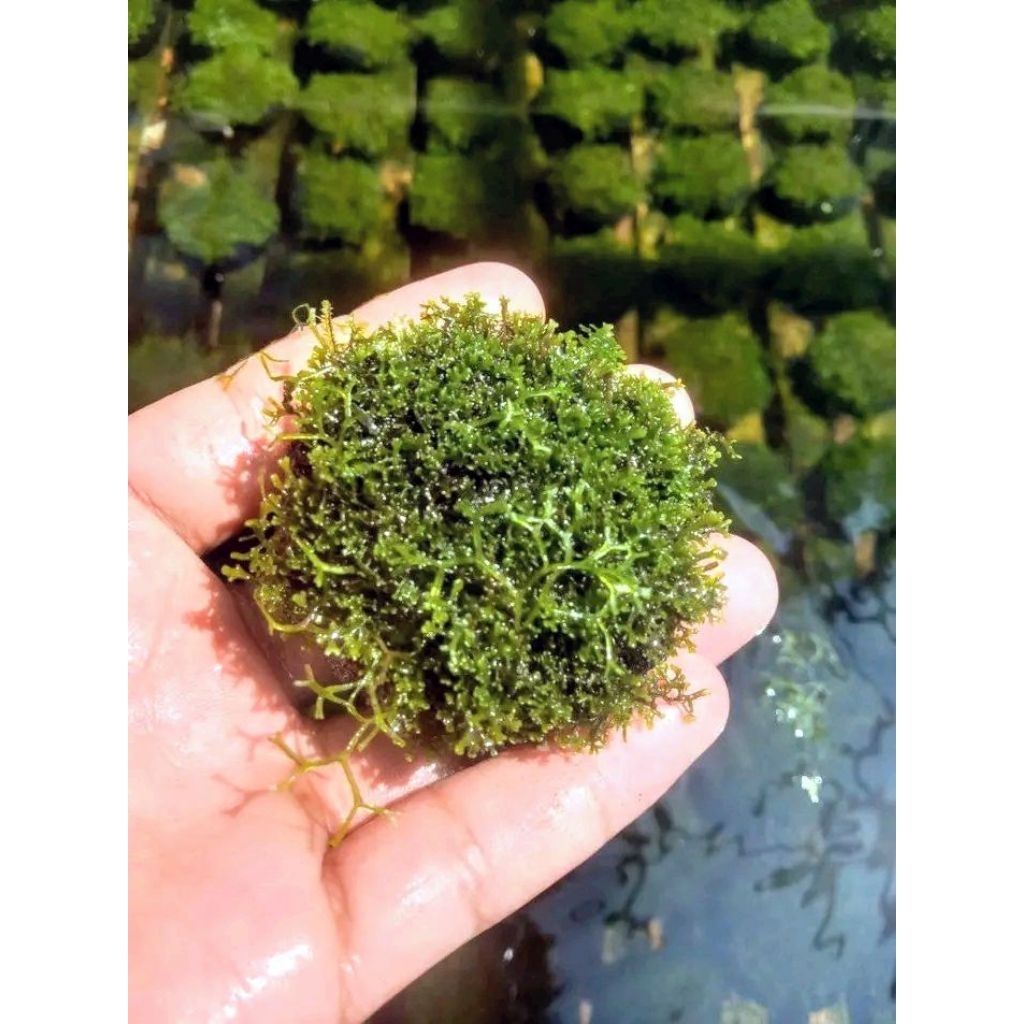 Ricardia Mos Media Wabikusa