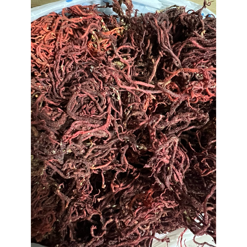 

Rumput Laut Gracilaria Cottoni Merah Kering kemasan 1 Kg Kualitas Super Buat Agar Agar atau Goder