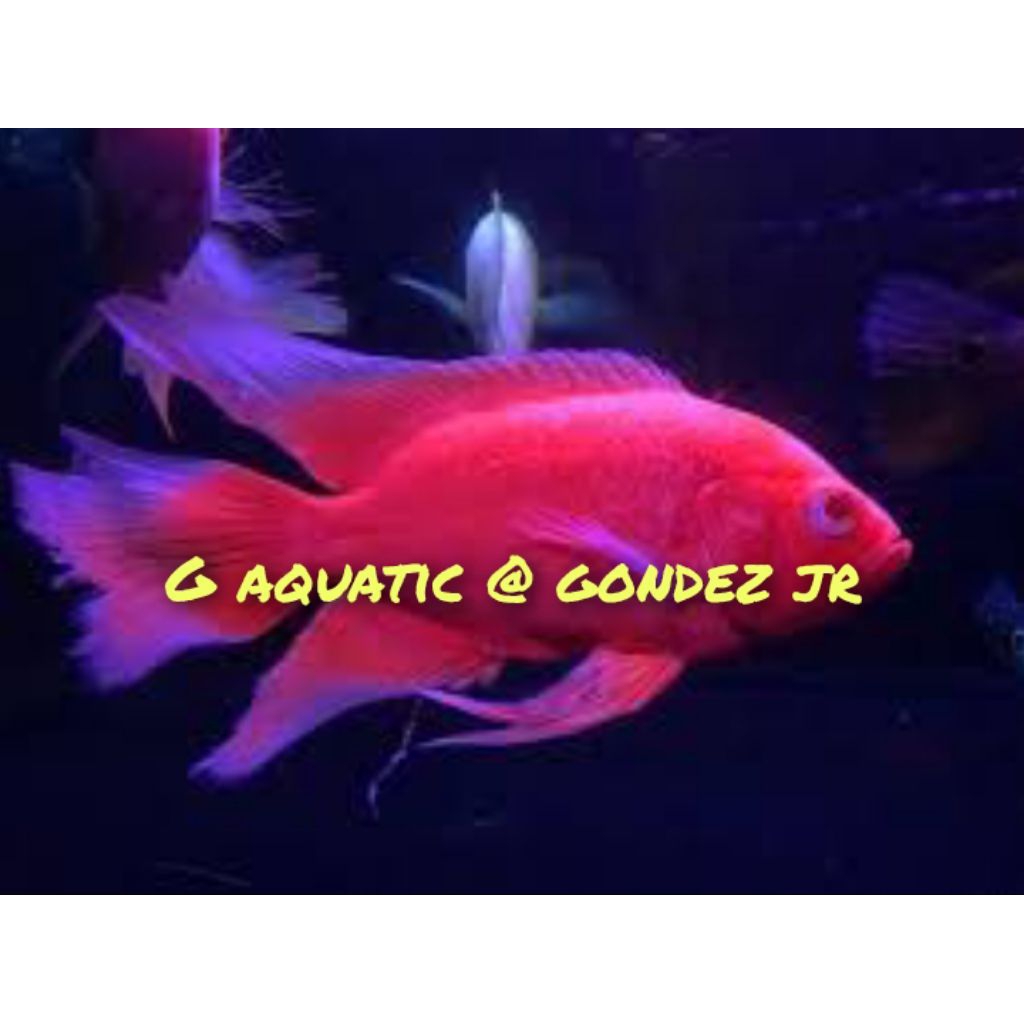 ikan Oscar red chili slayer size 7-8cm