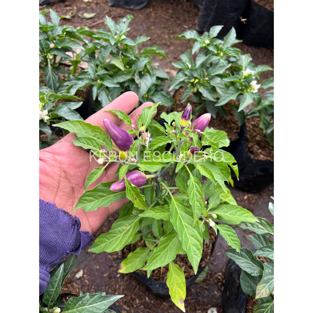 Tanaman Cabe Pelangi - Tanaman Hias Cabe Pelangi - Tanaman Buah Cabe Pelangi