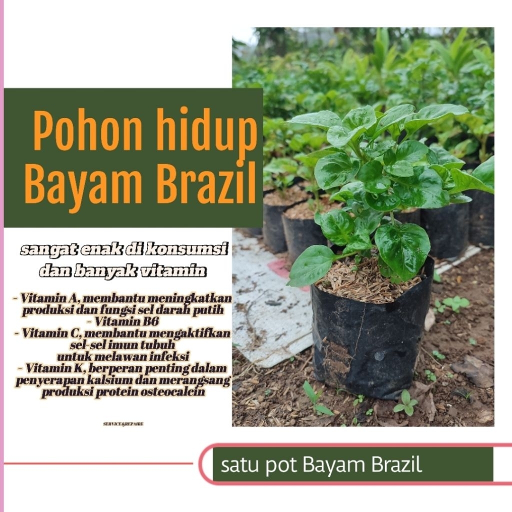 

bayam Brazil SUPER 1 pohon Dewasa