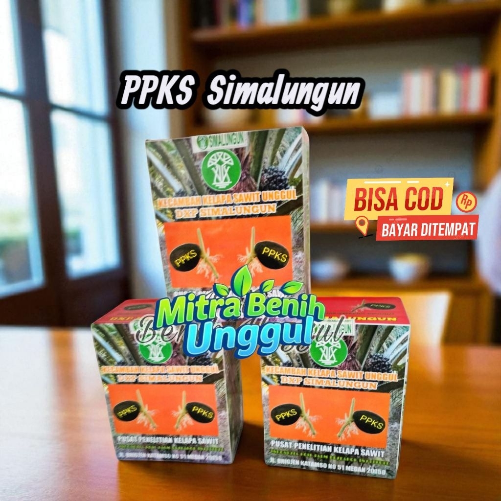 Benih Kecambah sawit  PPKS Simalungun