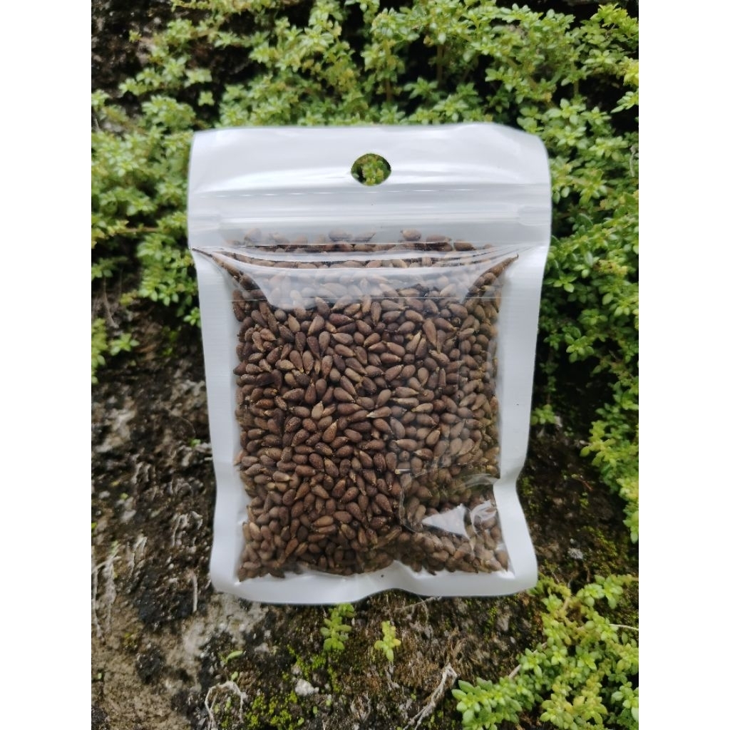 biji balsa super A1 biji balsa putih isi 1000 biji