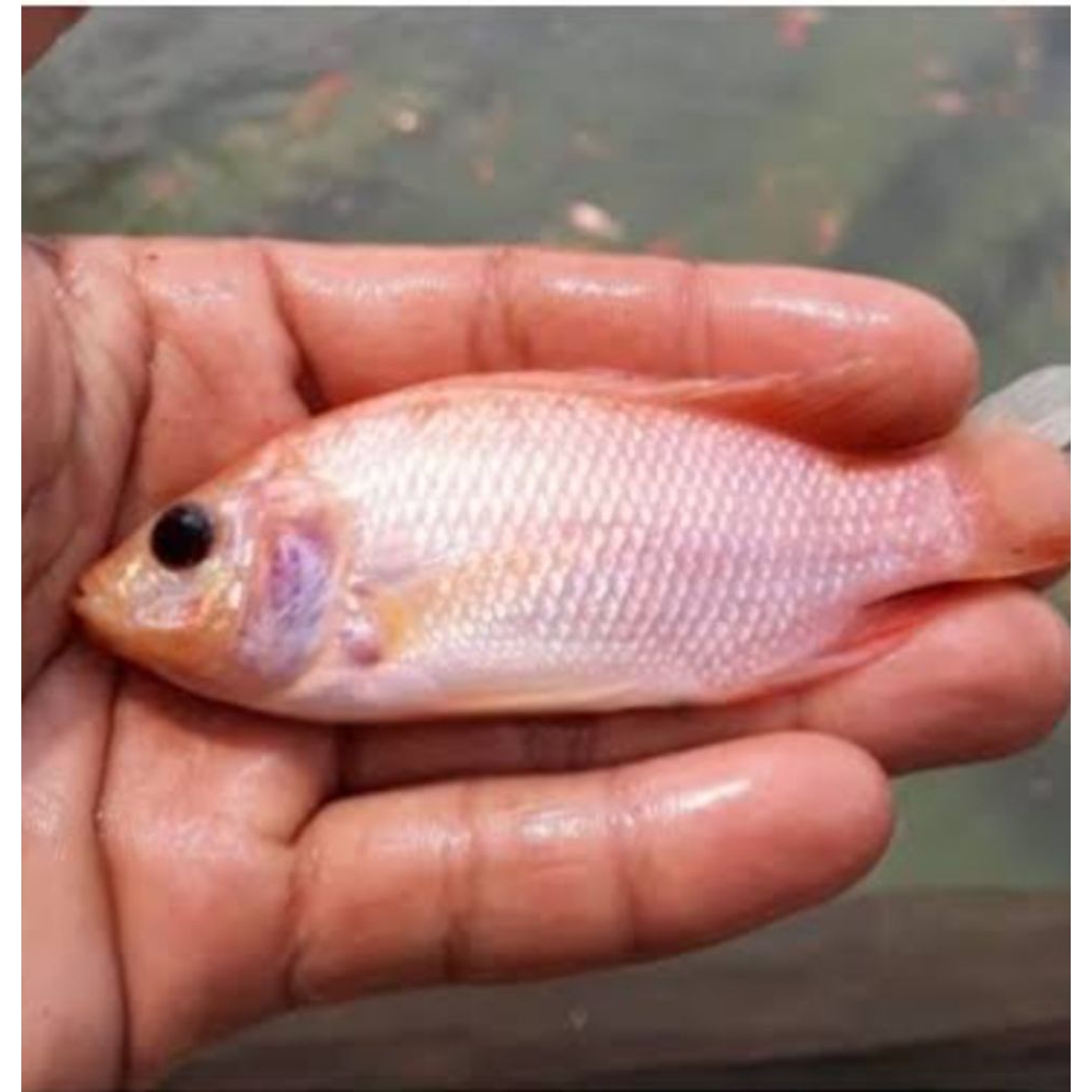 Bibit ikan nila merah Bangkok ukuran silet paket 10-50ekor