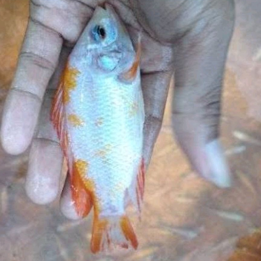 bibit ikan nila merah Bangkok ukuran 8-10cm paket 10-50ekor