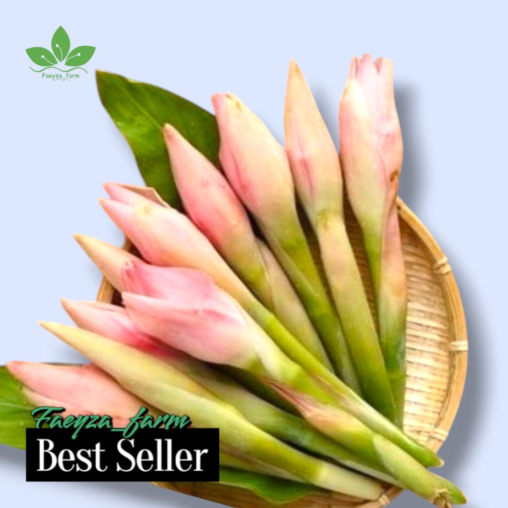 

Buah kecombrang segar