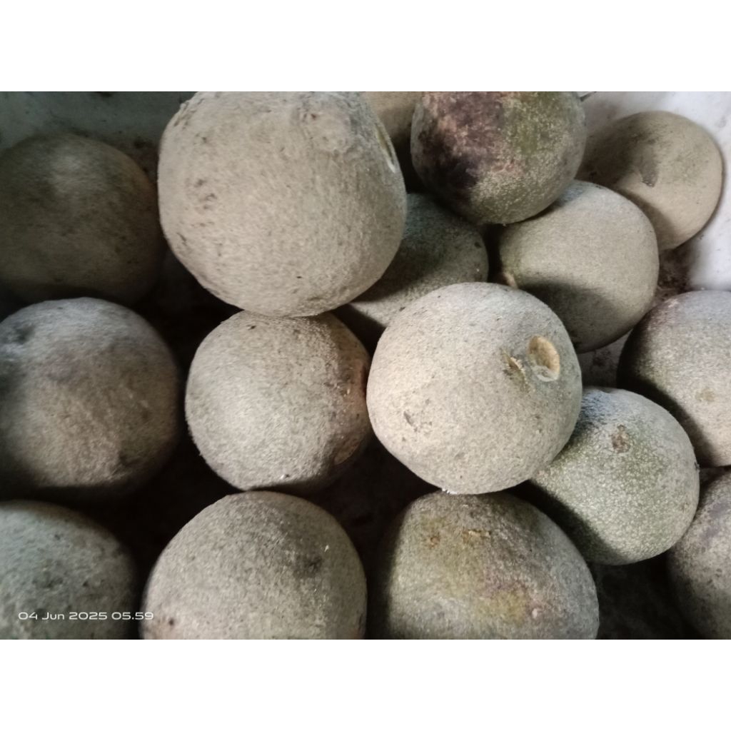 

KWISTA 1 KG DAPET 5 BIJI