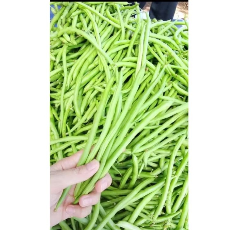 

SAYUR BUNCIS FRESS 500g