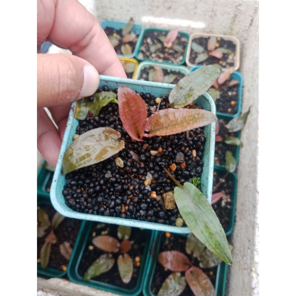 Cryptocoryne Flamingo Pink (Emersed) #cfml009