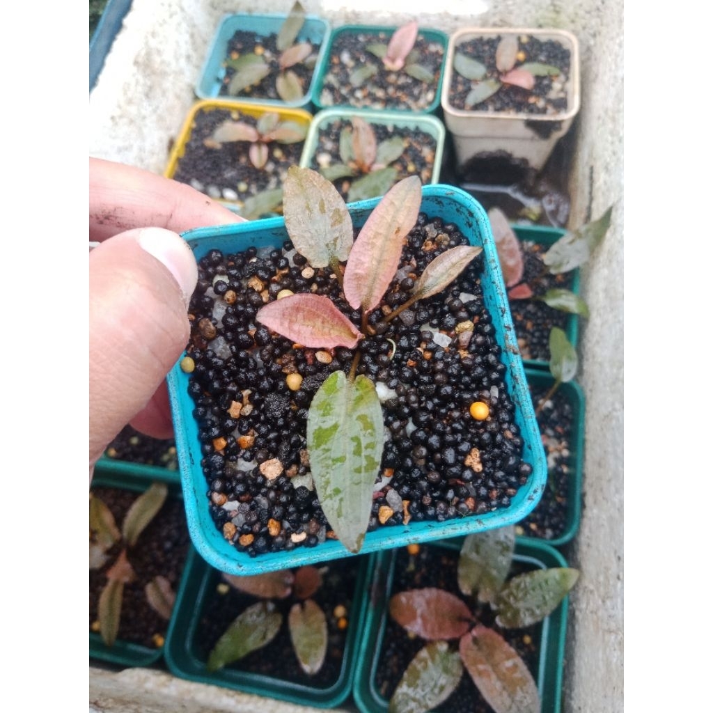 Cryptocoryne Flamingo Pink (Emersed) #cfml012