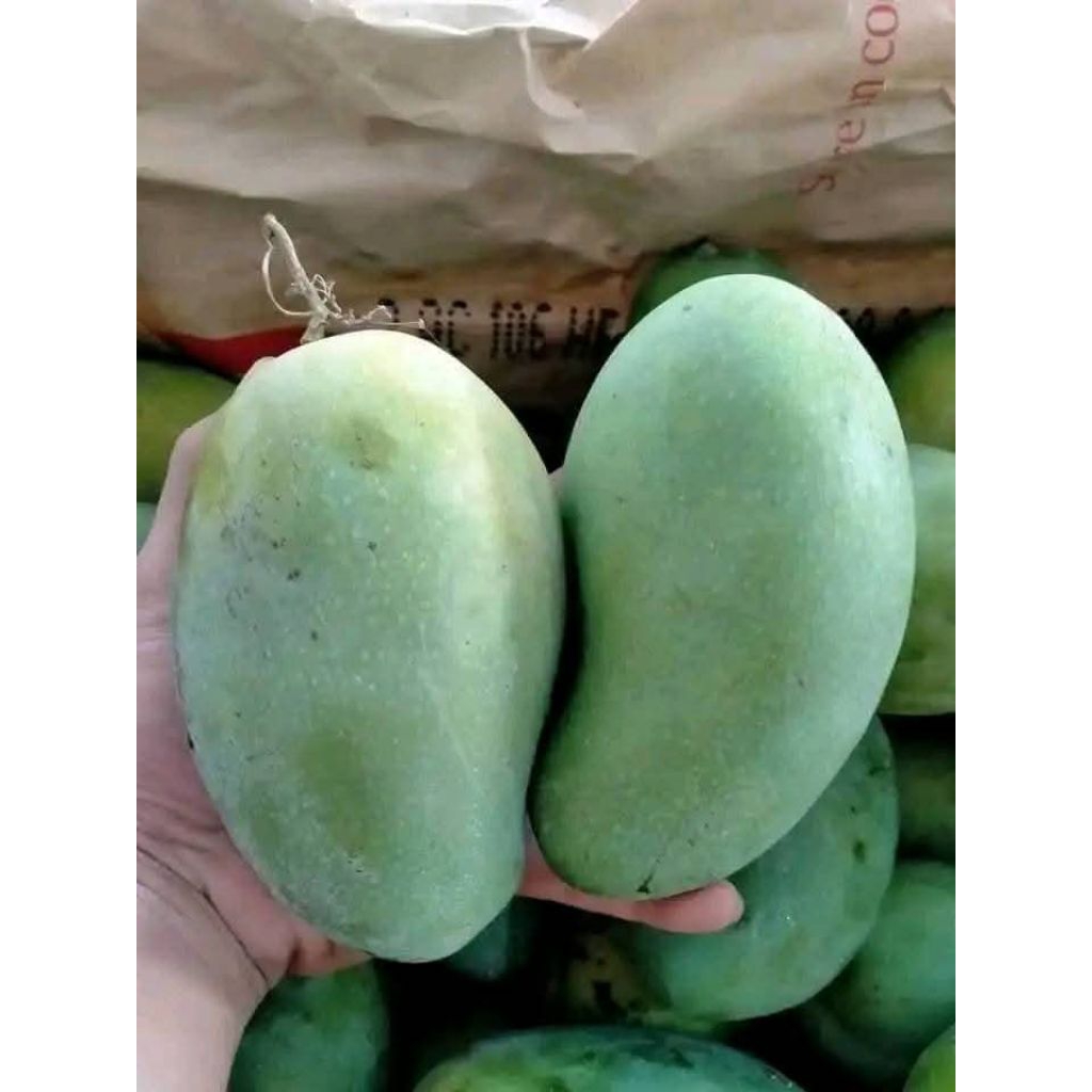 

mangga harumanis