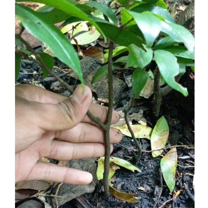 Bibit/Tanaman Buah Pukih/Namnam