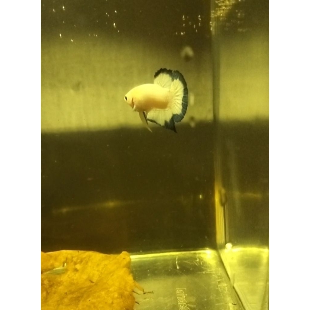 cupang blue rim jantan/male clean body size s++ 100% sesuai foto/vidio real pict