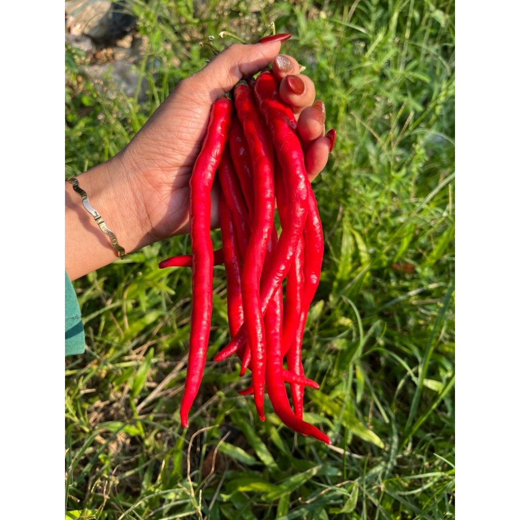 

CABAI MERAH KERITING / CMK / cabai keriting fresh dari petani asli kampung