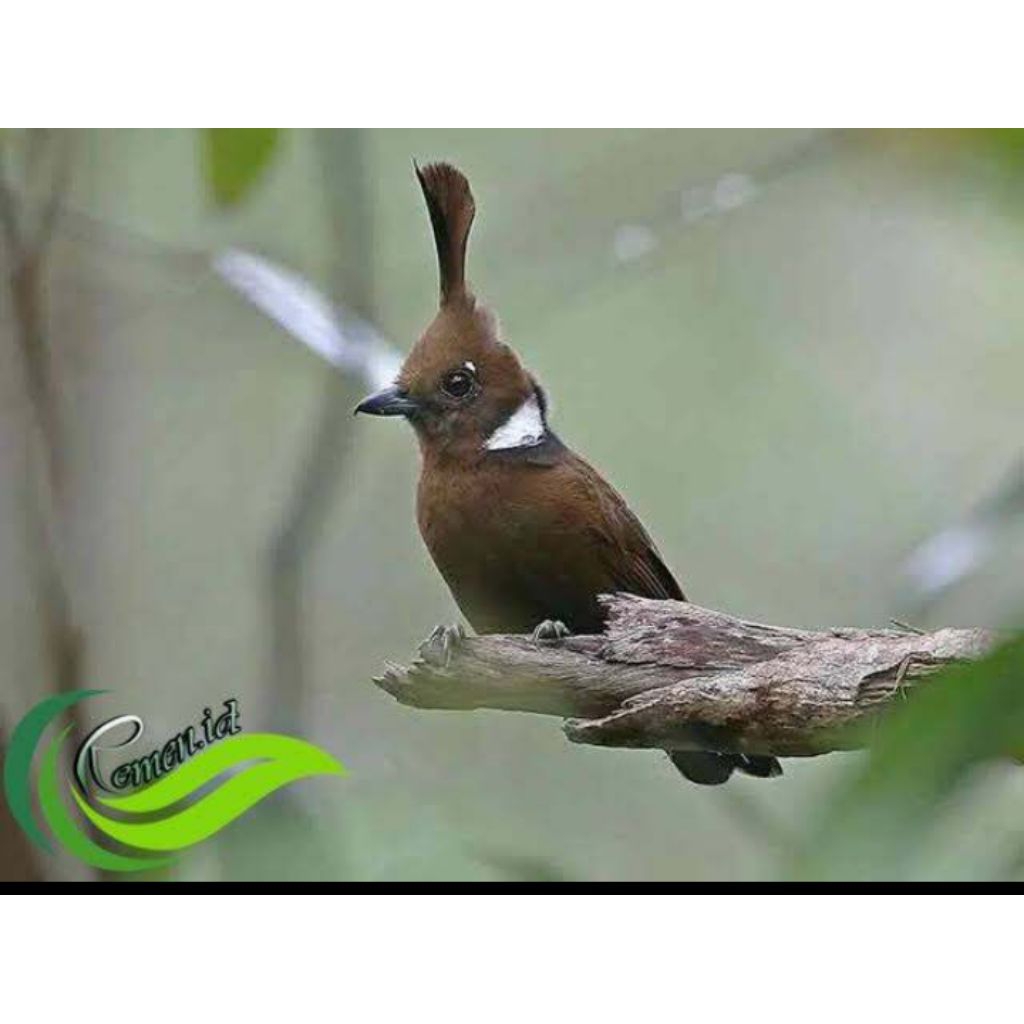 

Telur cililin coklat fertil siap tetas 100% garansi