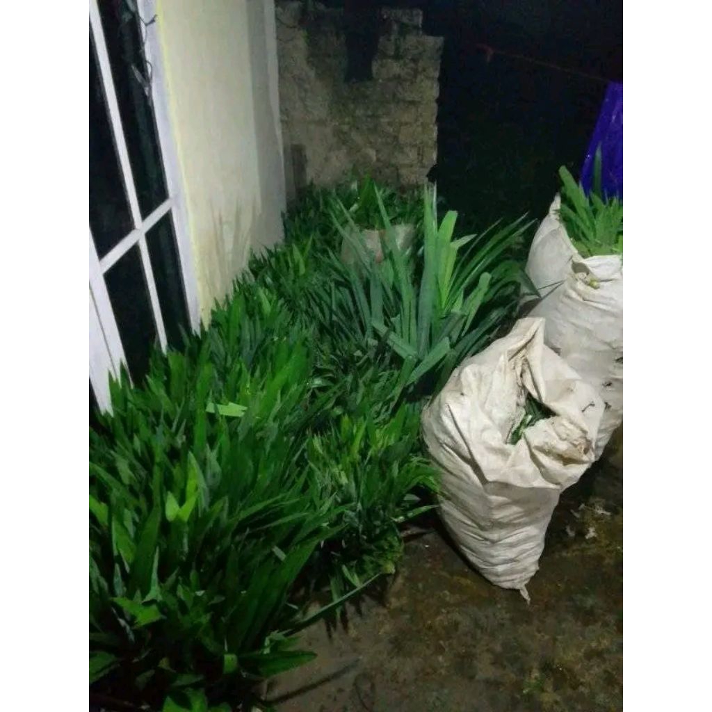 

daun pandan wangi segar 250gram
