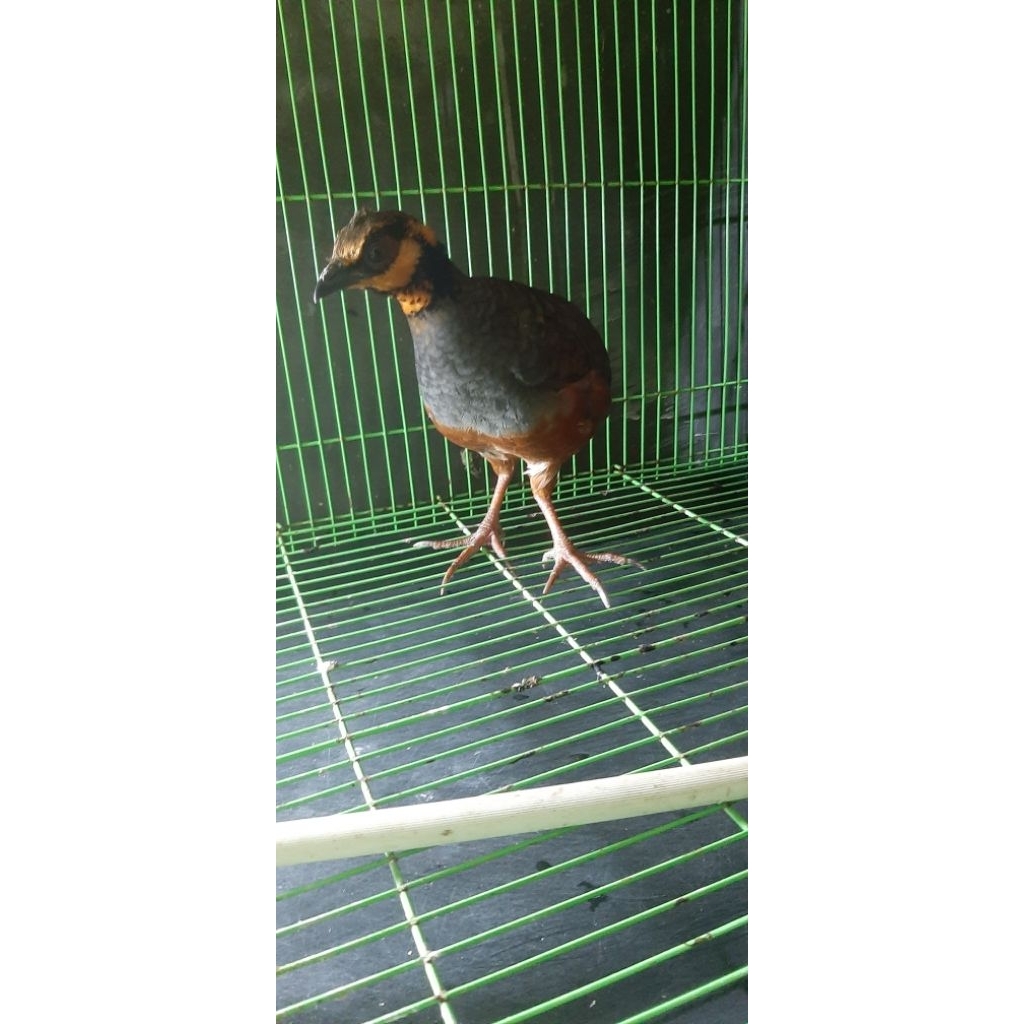 Puyuh gonggong jawa barat muka merah