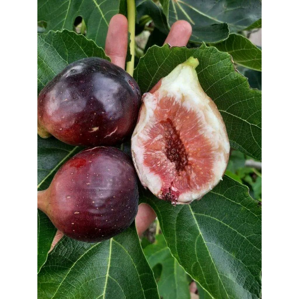 

Buah Tin 150 Gram - Fresh Langsung Dari Kebun