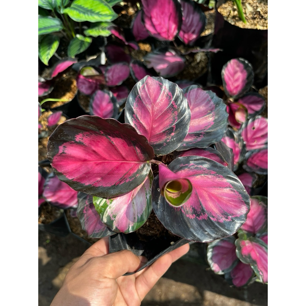 tanaman hias calathea crimson - calathea pink crimson - krimson