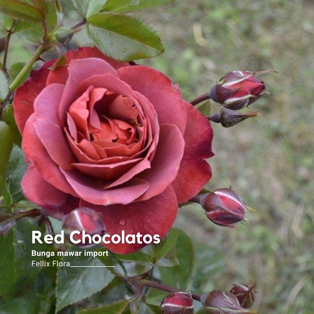 Tanaman Hias Bunga Mawar Import RED CHOCOLATOS